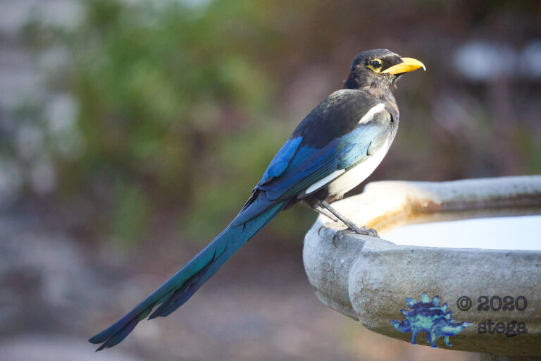 Yellow-Billed Magpie