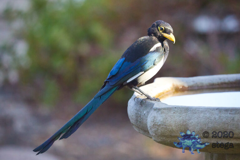 Yellow-Billed Magpie