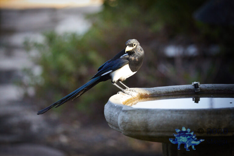 Yellow-billed Magpie