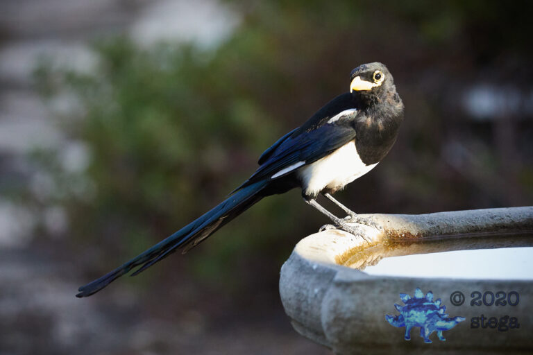 Yellow-Billed Magpie