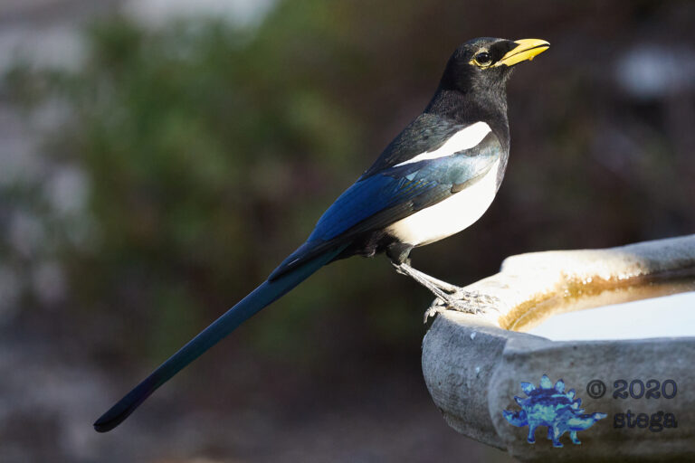 Yellow-billed Magpie