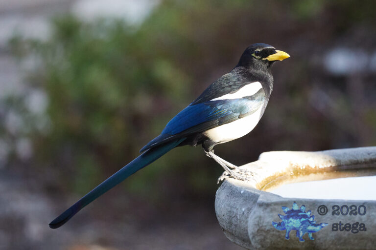 Yellow-billed Magpie