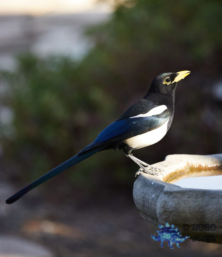 Yellow-Billed Magpie