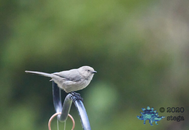 Bushtit