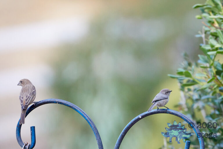 House Finch and Bushtit