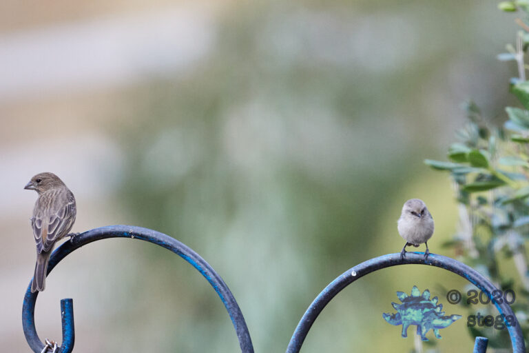 Finch and Bushtit
