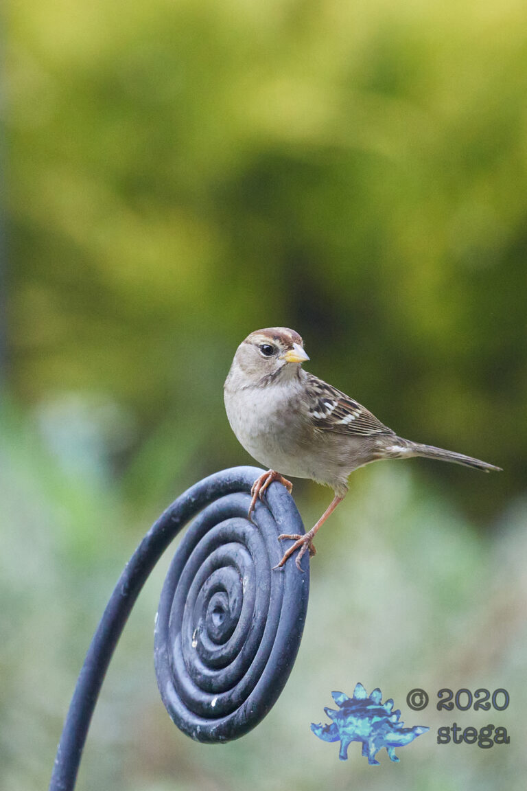 White-Crowned Sparrow