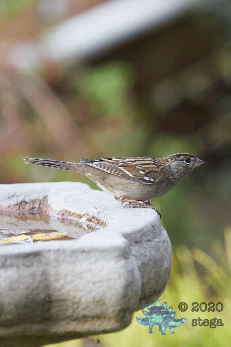 Gold-Crowned Sparrow