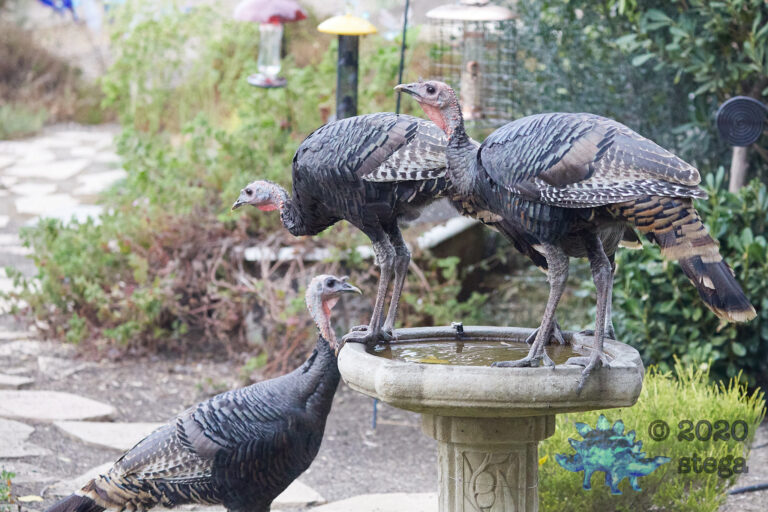 Wild Turkeys