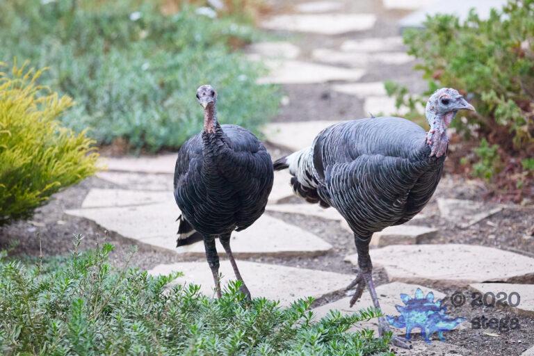 Wild Turkeys