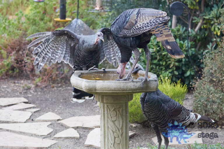 Wild Turkeys