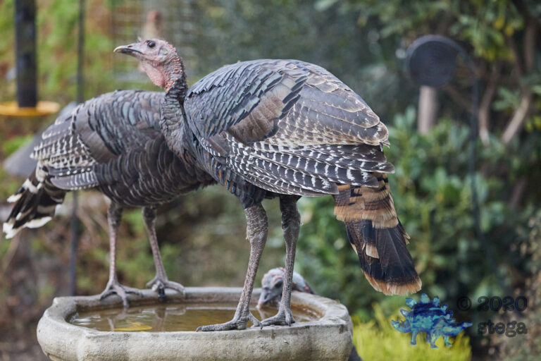 Wild Turkey