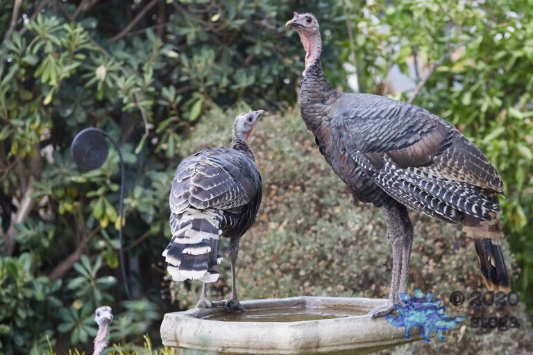 Wild Turkeys