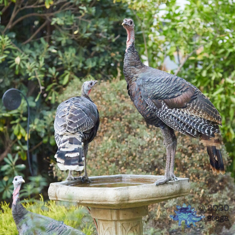 Wild Turkeys