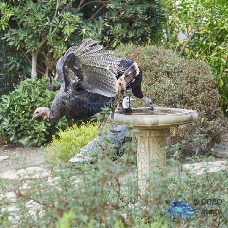 Wild Turkeys