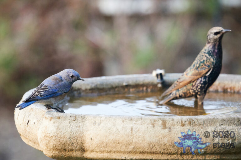 Western Bluebird with European Starling