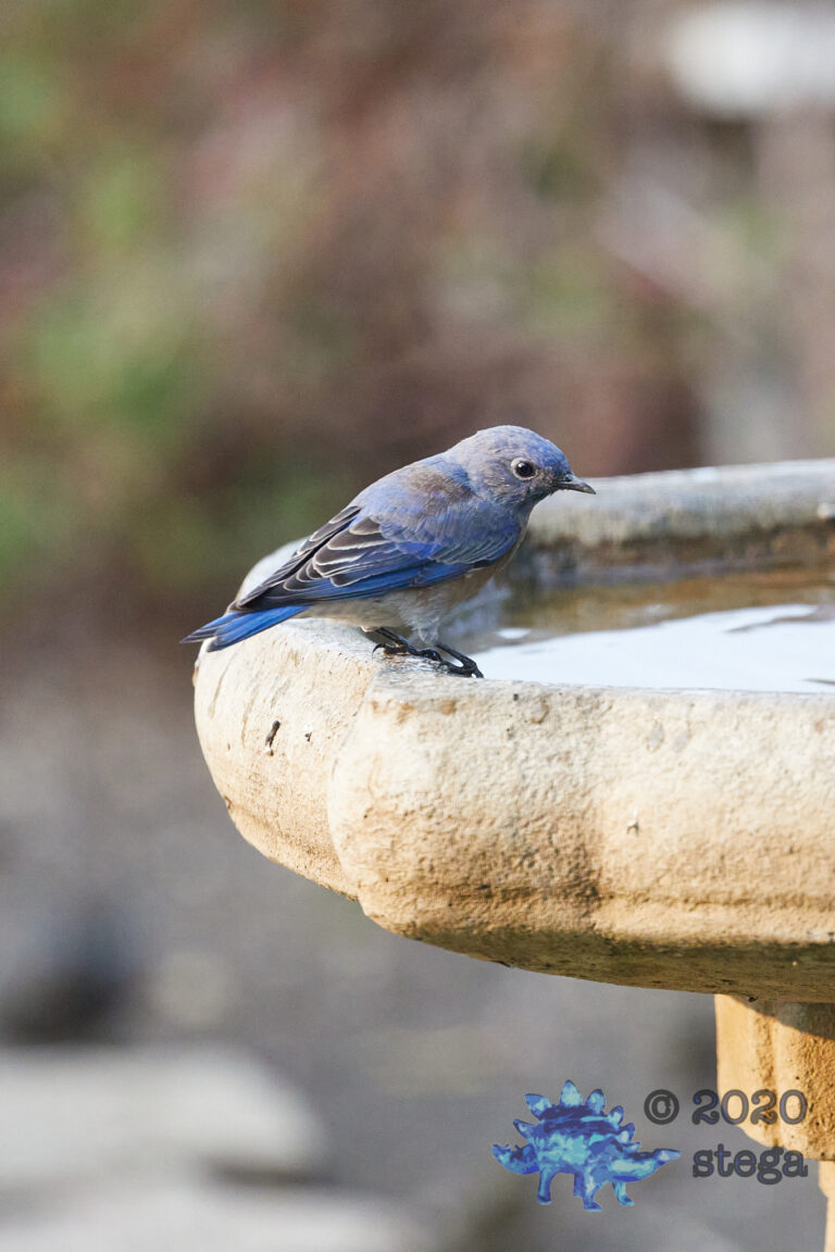 Western Bluebird
