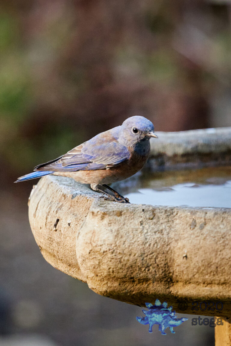 Western Bluebird
