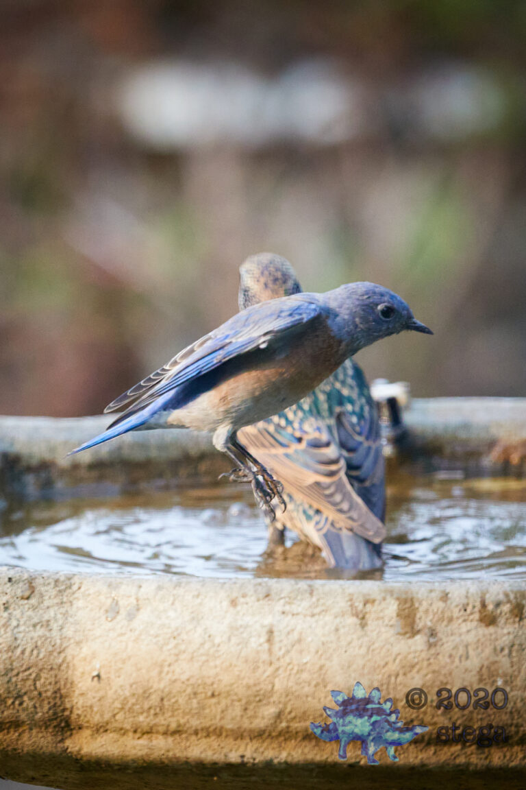 Western Bluebird