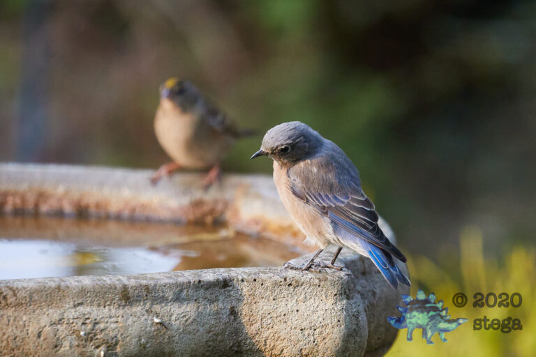 Western Bluebird