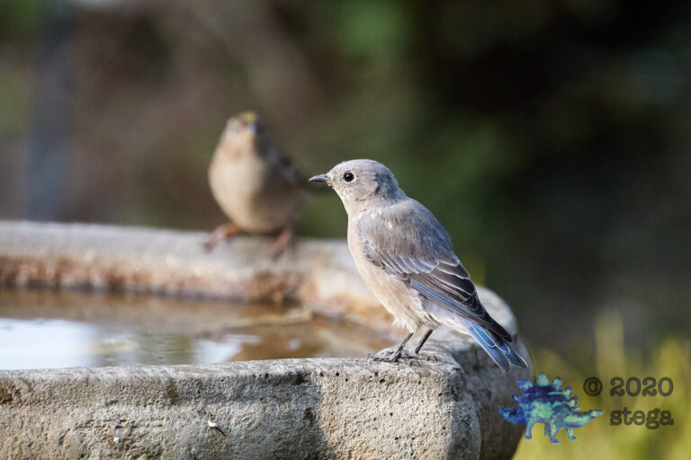 Western Bluebird