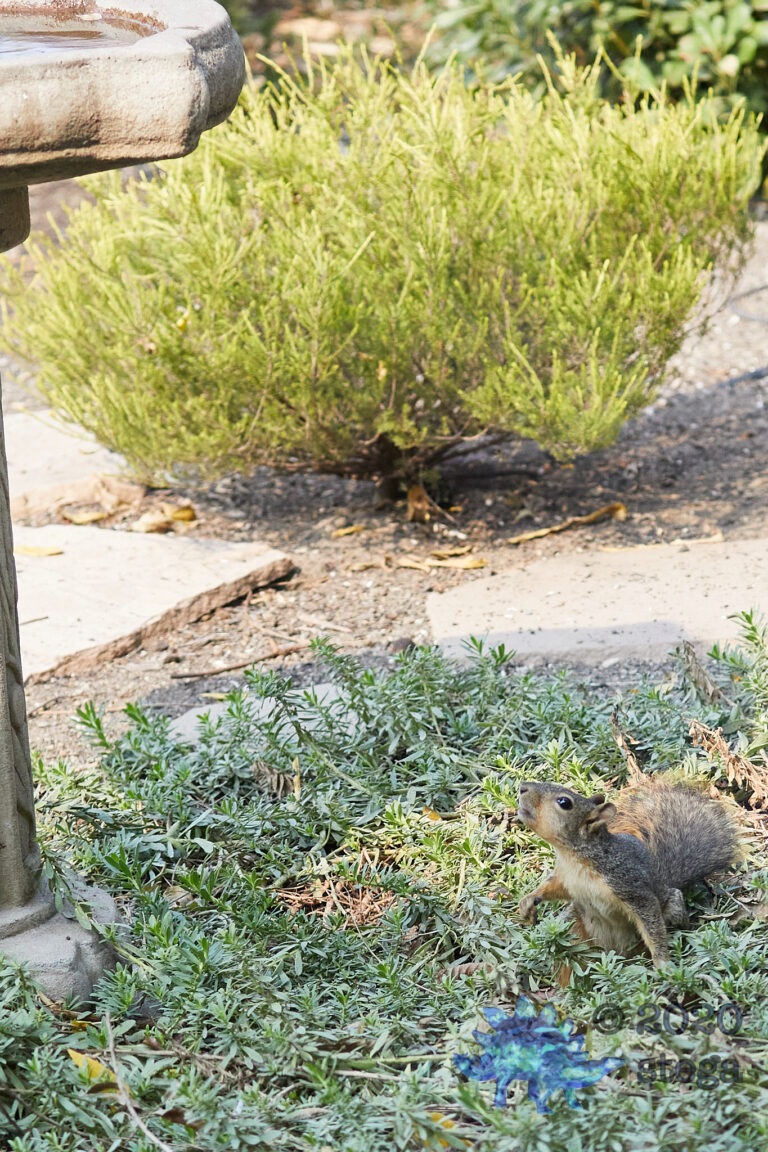 Fox Squirrel