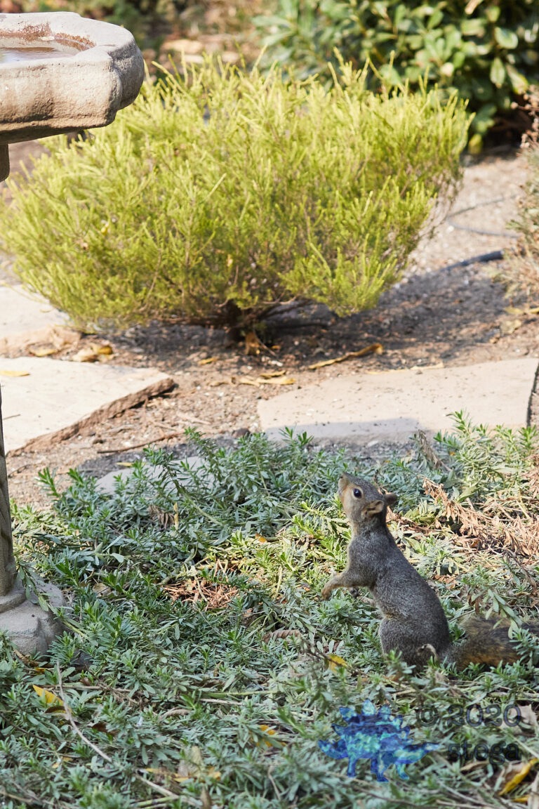 Fox Squirrel