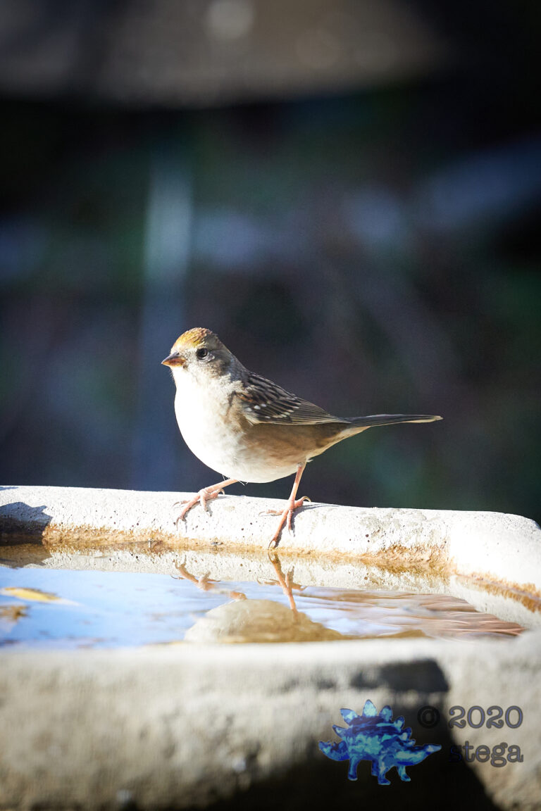 Gold-Crowned Sparrow
