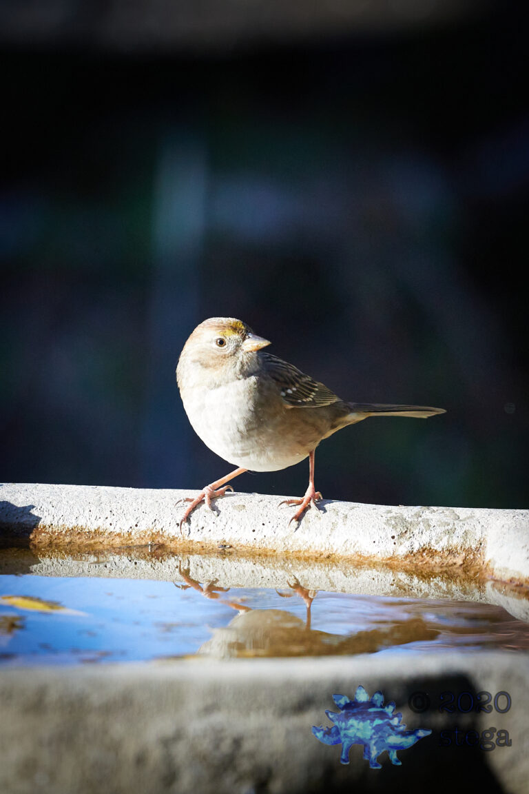 Gold-Crowned Sparrow
