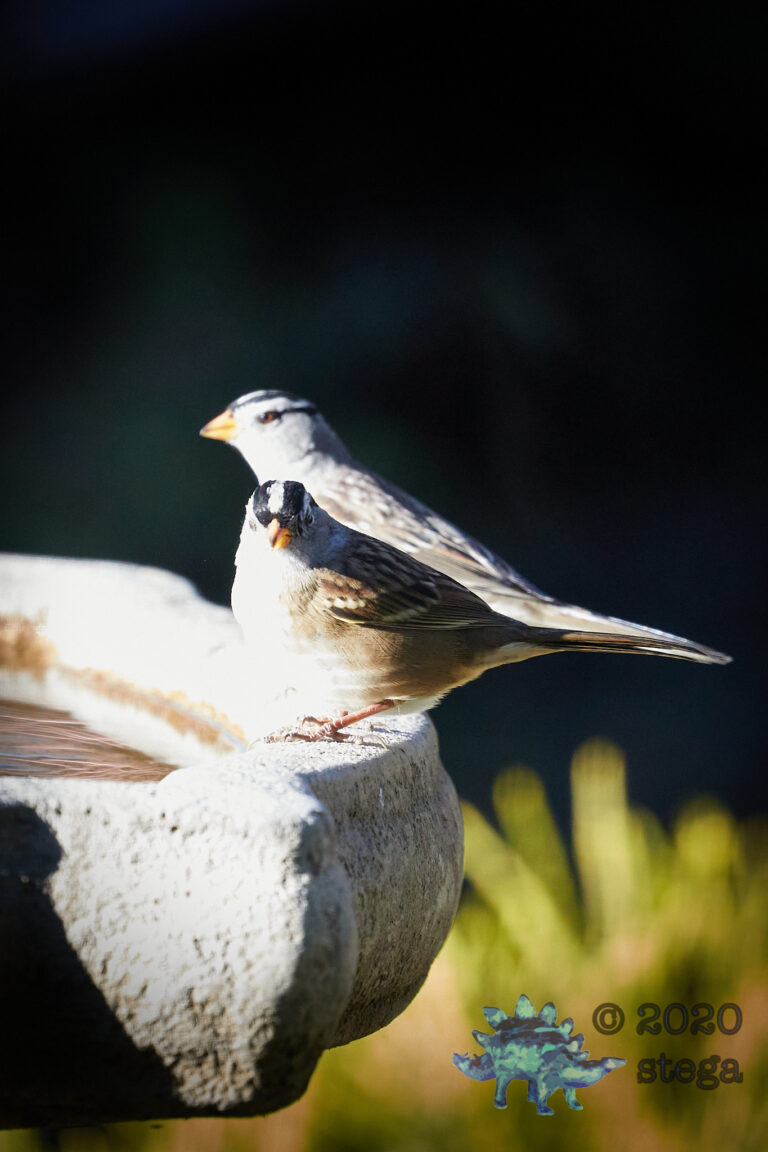 White-Crowned Sparrow