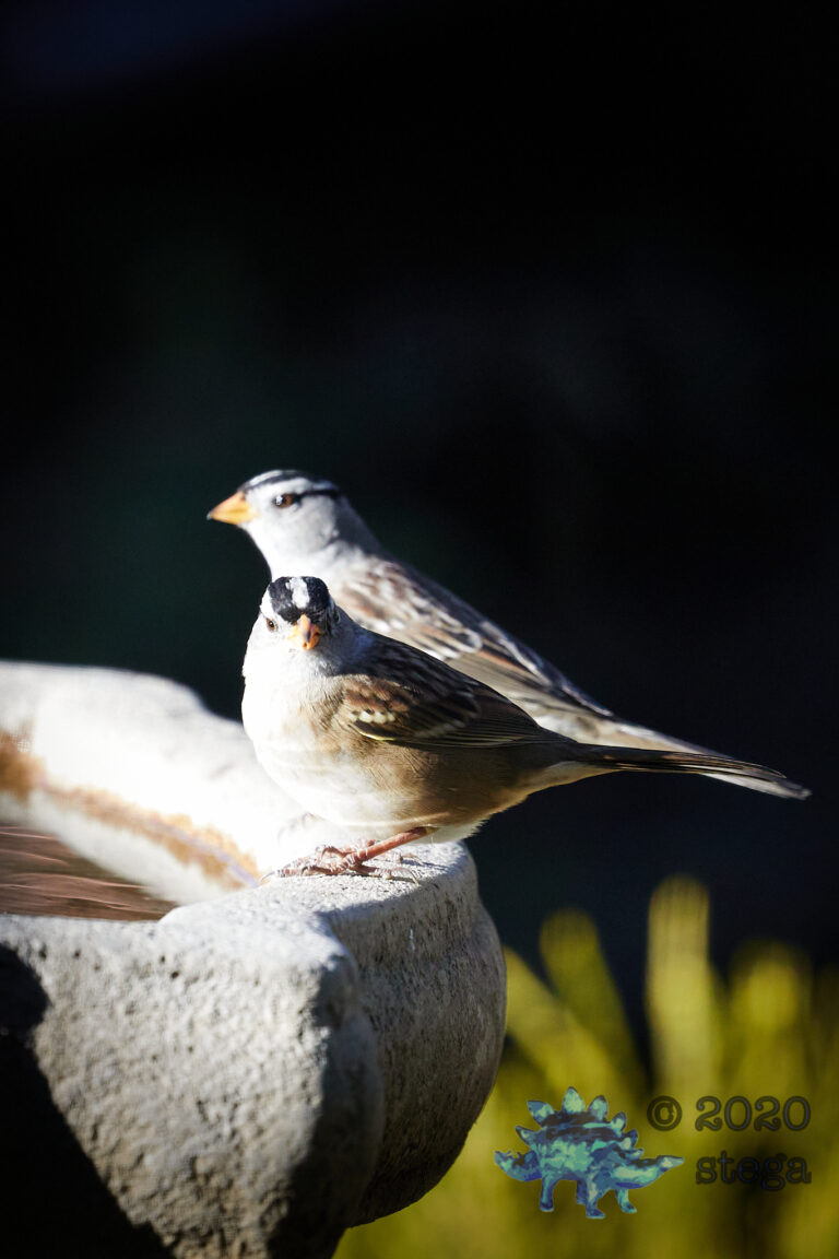 White-Crowned Sparrow