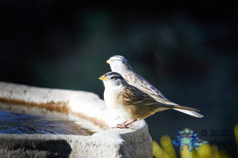 White-Crowned Sparrow