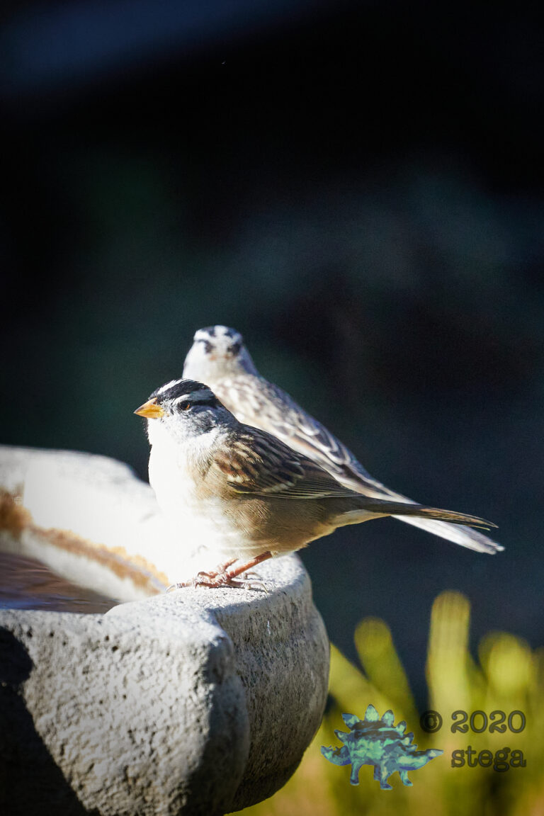 White-Crowned Sparrow