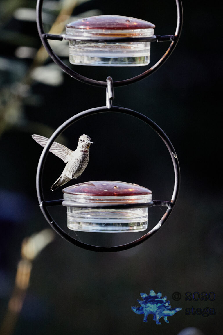 Anna’s Hummingbird