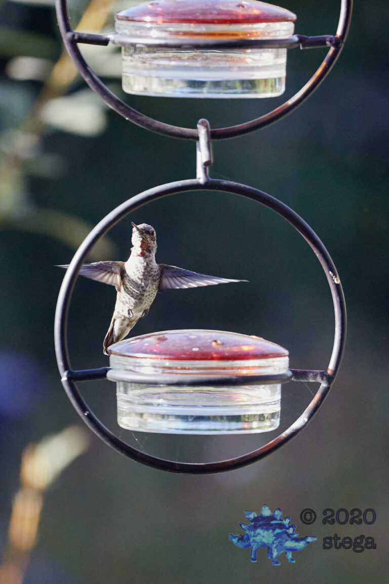 Anna’s Hummingbird