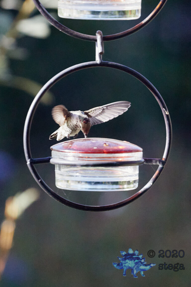 Anna’s Hummingbird