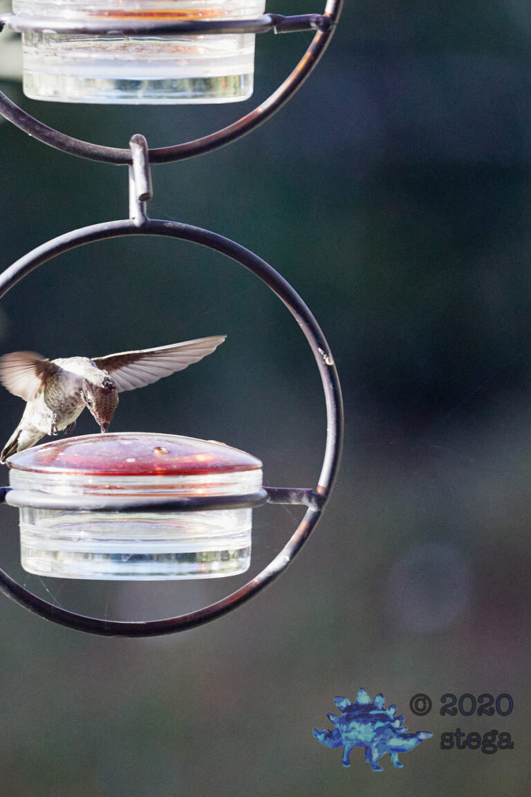 Anna’s Hummingbird