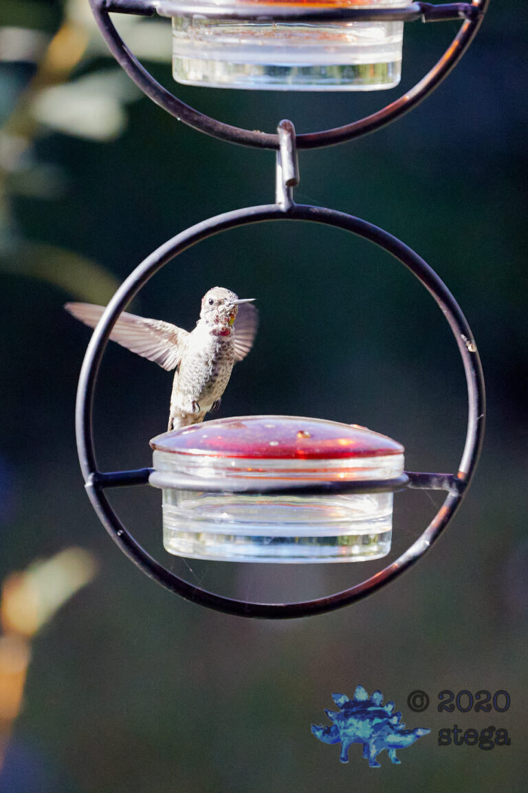 Anna’s Hummingbird