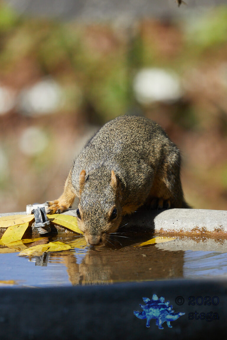 Fox Squirrel