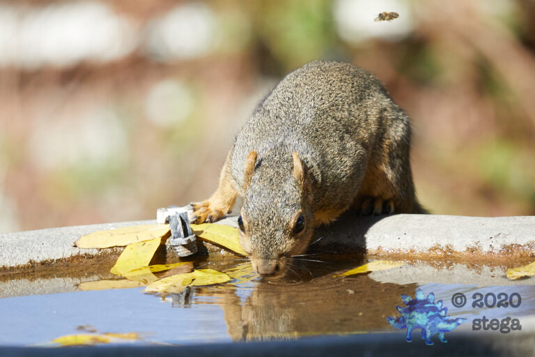 Fox Squirrel