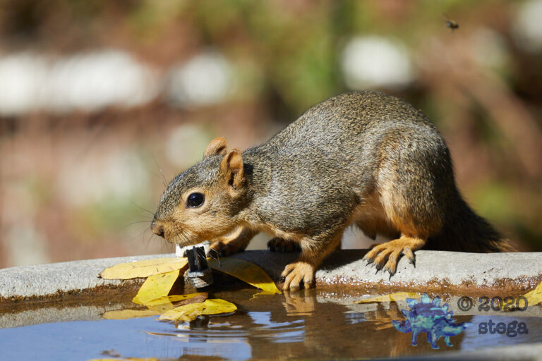 Fox Squirrel