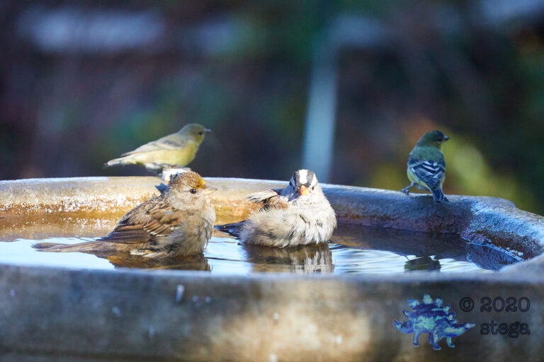Sparrows and Finches