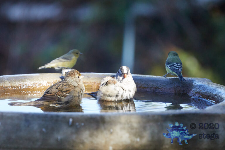 Sparrows and Finches