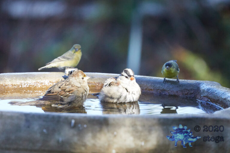 Bathing Sparrows