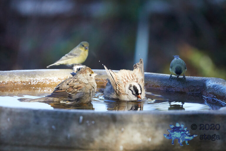 Sparrows and Finches