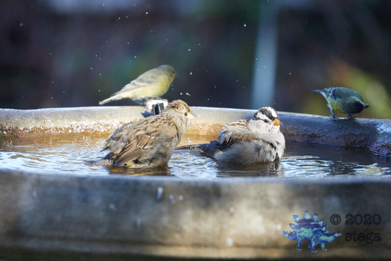 Sparrow Duo