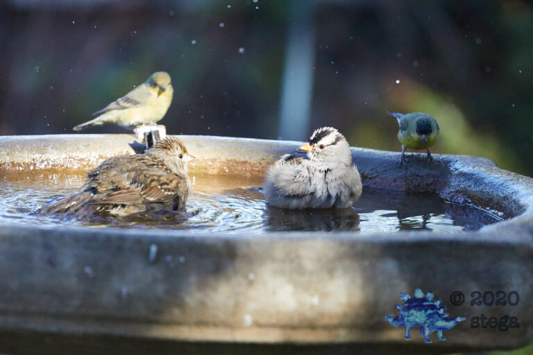 Sparrows and Finches