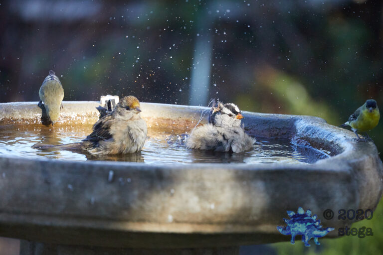 Sparrows