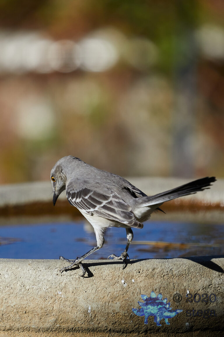 Northern Mockingbird