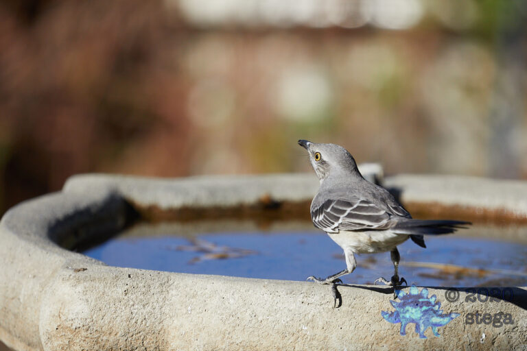 Northern Mockingbird